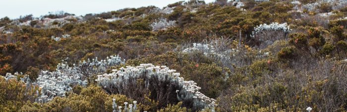 Fynbos landscape