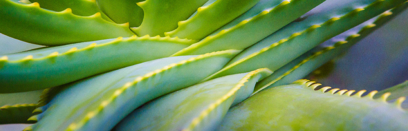 Aloe Plant