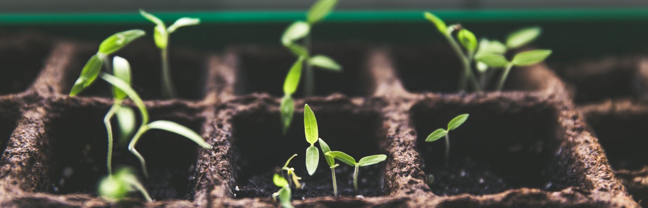 Small seedlings